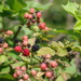 Wild Blackberries
