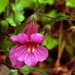 Summer Bloom