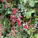 Common Hawthorn