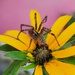 I Claim This Flower
