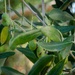 Signs of Bactrocera oleae
