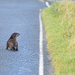 Otter