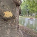 The Doggy Tree!