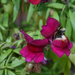 Snapdragons