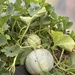 Cantaloupes