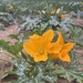 Courgette Flowers