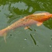 Ugly Huuuuge Goldfish