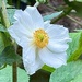 Anemone 