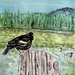 Tricolor blackbird. 