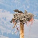 Osprey Family