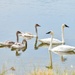Swan Family
