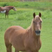 More Of The Pretty Mare...