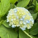 A huge hydrangea bloom