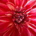 Macro