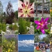 Lake Tahoe Vacation