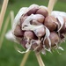 Garlic Bulbils