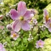 Pretty flowers