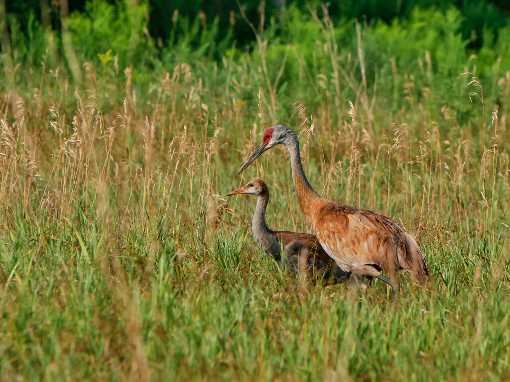 Mother and Child by ljmanning