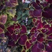 Coleus