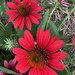 Zinnias