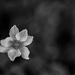 Anemone