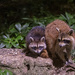 Raccoons