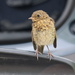 Baby Robin