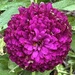 Zinnia