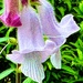 Wild foxglove
