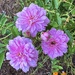 Roses