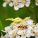 Yarrow social life