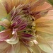 New Dahlia