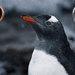 Portrait of a Gentoo 