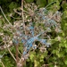 Plant tagging?
