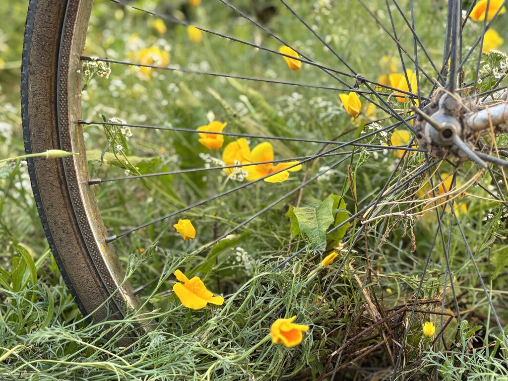 Old wheels…new adventures by beverley365