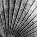 August Abstract #7 - Macro