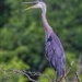Squawk Talk