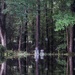 Peaceful back-yard reflections...