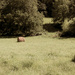 Bales of hay