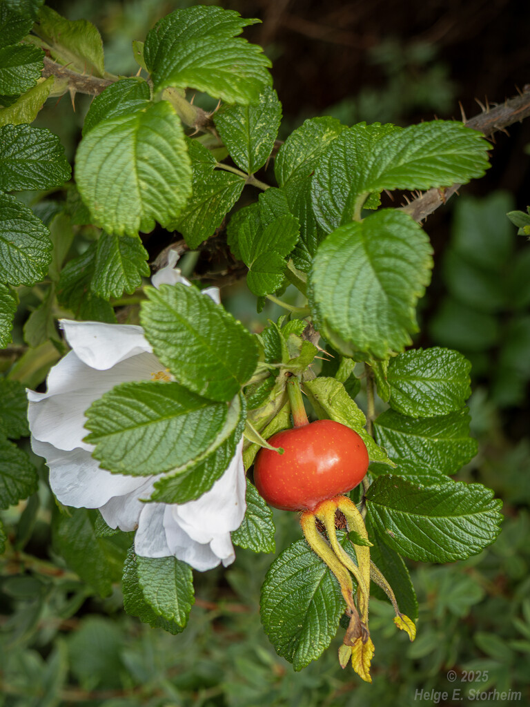Rosehip by helstor365