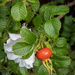 Rosehip