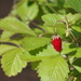 Alpine Strawberry
