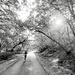 The Bike Trail