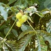 Horse Chestnut