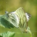 Green Veined White Butterflies