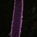 Ffallic Phlower