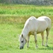 Another Pretty Mare...