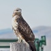Accommodating Hawk, Different Angle...