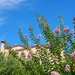 Tiziana's House