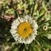 Shasta Daisy